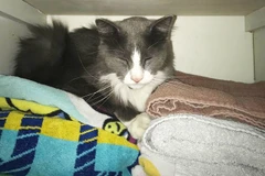 Chú mèo 'tội phạm' Admiral. (Nguồn: Nola)