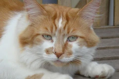 Chú mèo Rubble. (Nguồn: Metro)