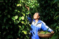 Thu hoạch hồ tiêu. (Ảnh: Hồ Cầu/TTXVN)