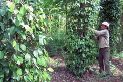 Chăm sóc hồ tiêu. (Ảnh: Xuân Triệu/TTXVN)