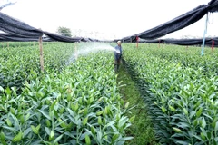 Quy hoạch sản xuất nông nghiệp theo tiêu chí nông thôn mới tại huyện Phúc Thọ, Hà Nội. (Ảnh minh họa: TTXVN)