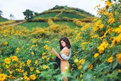 Mùa hoa dã quỳ ở Tây Nguyên. (Ảnh: CTV)