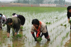 (Nguồn: asianews.it)