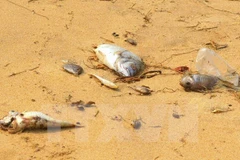 Ảnh minh họa. (Nguồn: TTXVN)