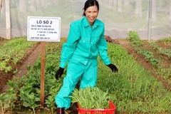 Mỗi lô đất được đánh số và có biển ghi rõ thông tin của chủ sở hữu nên không xảy ra tình trạng nhầm lẫn. (Ảnh: Nguyễn Mơ/Vietnam+)