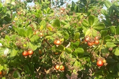 Trái điều chín đến kỳ thu hoạch. (Ảnh: K GỬIH/TTXVN)