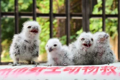 Ông Guo đã tình cờ thấy những con chim khi đang trên đường lái xe về nhà. (Nguồn: CCTV)