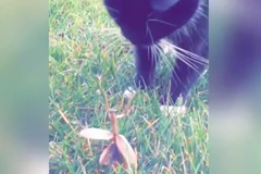 Cú ra đòn của bọ ngựa khiến chú mèo bỏ chạy. (Nguồn: Daily Mail)