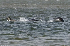 Bức ảnh của Bremner. (Nguồn: SWNS)