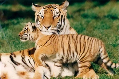 Ảnh minh họa. (Nguồn: Daily Mail)