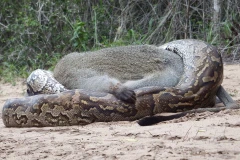 Con khỉ tội nghiệp dùng mọi cách để chống trả. (Nguồn: Caters News Agency)