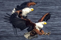 Khi thấy chú cá bơi gần mặt sông, hai con đại bàng cùng lao xuống sông khi thấy chú cá. (Nguồn: Caters News Agency)