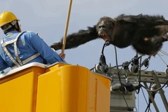 Con tinh tinh hung dữ tấn công cảnh sát. (Nguồn: gma.yahoo.com)