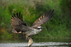 Chú cá nằm gọn trong móng vuốt của con chim ưng. (Nguồn: Caters News Agency)