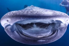 Nhiếp ảnh gia dưới nước Markus Roth ghi lại chiếc miệng đáng yêu của con cá mập voi ở Triton Bay, Indonesia. (Nguồn: Caters)