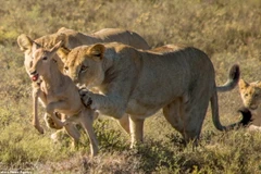 Kh linh dương có ý định bỏ chạy, sư tử mẹ kéo nó lại. (Nguồn: Caters News Agency)