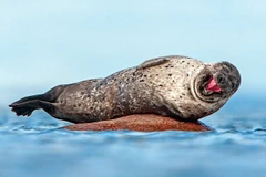 Thoma bất ngờ thấy chú hải cẩu nở nụ cười hạnh phúc. (Nguồn: Caters News Agency)