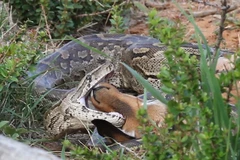 Con trăn đá nuốt chửng linh dương. (Nguồn: Barcroft)