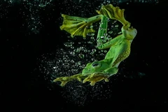 Chú ếch xanh nhảy xuống một thùng nước. (Nguồn: Daily Mail)