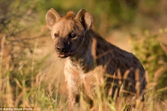 Ảnh minh họa. (Nguồn: Alamy)