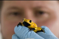 Một con ếch độc. (Nguồn: CCTV)