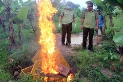 Lực lượng chức năng tiến hành tiêu hủy gà giống nhập lậu. (Ảnh: Nguyễn Hoàng/TTXVN) 