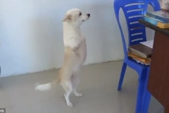 Estrella rất hiếu động. (Nguồn: Reuters)