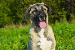 Một con chó giống Kangal. (Nguồn: Alamy)