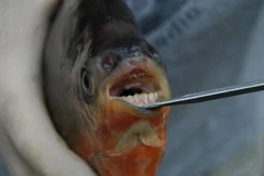 Một con cá Pacu. (Nguồn: www.livescience.com)
