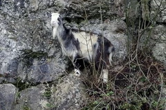 Con dê bị mắc kẹt trên vách núi cao 30m. (Nguồn: Daily Mail)