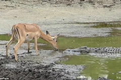 Linh dương bị cá sấu xơi tái. (Nguồn: Daily Mail)