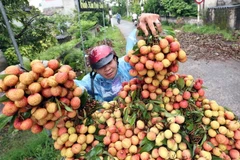 (Ảnh minh họa: Vũ Sinh/TTXVN)