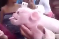 Con lợn mặt khỉ. (Nguồn: YouTube)