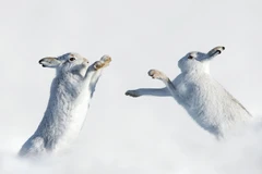 Một cặp thỏ tuyết ở Scotland. (Nguồn: Caters News)