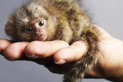 Cân nặng trung bình của loài khỉ này chỉ vào khoảng 100g.(Nguồn: CCTV)