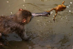 Con khỉ nhảy xuống hồ nước và cố bắt chú cóc. (Nguồn: CCTV)