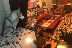 Gia đình trên đi ra khỏi nhà khoảng ba tiếng và để chú chó cưng ở nhà một mình. (Nguồn: IMGUR)