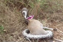 Hai chiếc sừng của linh dương đâm xuyên qua cổ họng của con trăn. (Nguồn: Daily Mail)