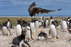 Chim cánh cụt mẹ đau xót khi thấy con bị bắt. (Nguồn: Caters News Agency)