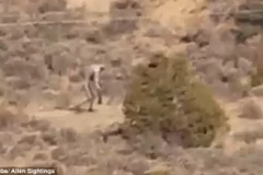 Sinh vật kỳ lạ xuất hiện trên sa mạc. (Nguồn: Daily Mail)