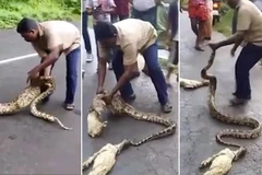 Hai trăn bị ép nôn ra hai chú dê. (Nguồn: Daily Mail)