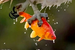 Con cá vàng không thể chống cự nổi cú ra đòn nhanh như cắt. (Nguồn: Caters News Agency)