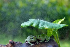 Hai chú ếch xanh trú mưa. (Nguồn: Daily Mail)