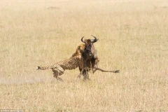 Con báo đốm tung ra nhát cắn chí mạng. (Nguồn: Caters News Agency)