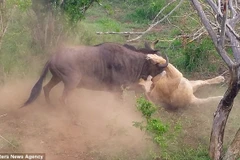 Con linh dương đầu bò kiên cường chống trả. (Nguồn: Caters News Agency)