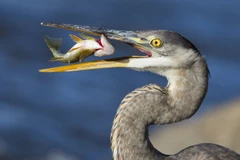 Chú chim diệc xanh ở công viên tự nhiên Visitation, Quebec, Canada bắt cá. (Nguồn: HotSpot Media)