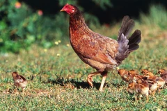 Ảnh minh họa. (Nguồn: Getty)