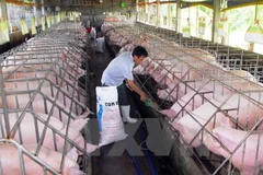 (Ảnh minh họa: Mạnh Linh/TTXVN)