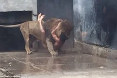 Hành động dại dột của Franco Ferrada. (Nguồn: Daily Mail)