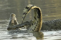 Hai con cá sấu dùng hàm răng sắc nhọn để cắn đối phương. (Nguồn: Daily Mail)